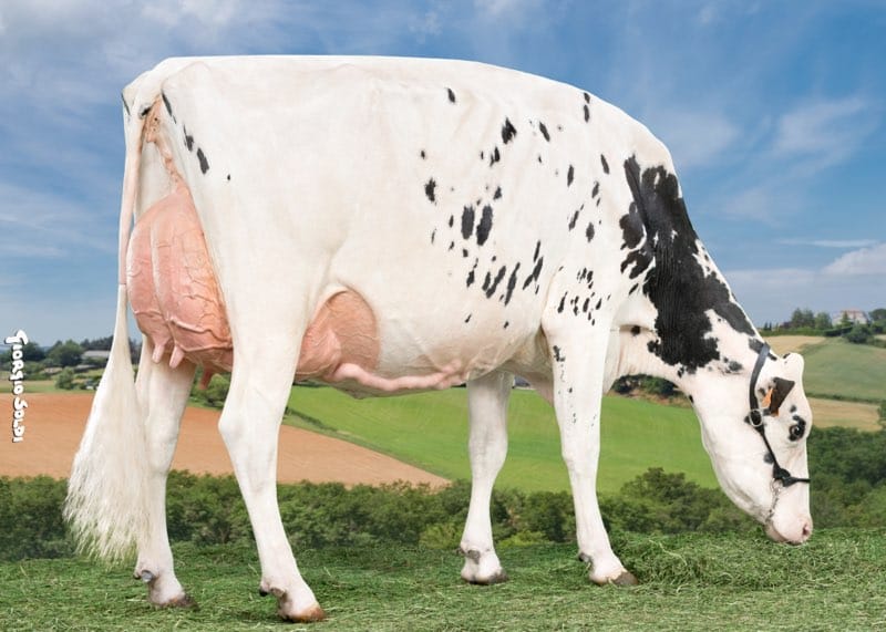 Stéphane, Mireille et Romain VERDEL : deuxième prix pour leur vache « Nobelle » au Sommet de l’Elevage de Cournon
